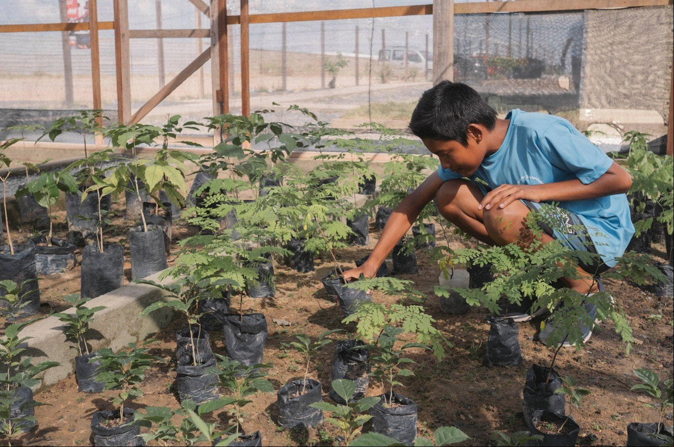 Centro de Sustentabilidade Pessoa jovem agachada cuidando de plantas em um viveiro, com mudas organizadas em sacos plásticos pretos sobre o solo, cercadas por estruturas de madeira e rede de proteção.